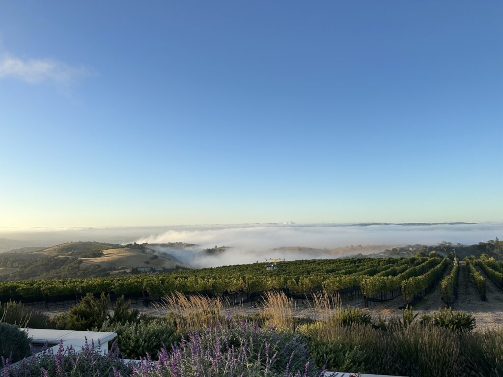 Ciento Cellars Vineyard Tour and Tasting